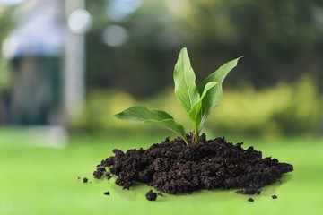 Leaf. Transplant of a tree