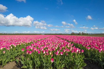 Tulips on a field in spring under a blue cloudy sky