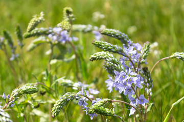 summer flowers in the field