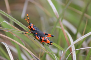 Gewöhnliche Gebirgsschrecke  –  Podisma pedestris