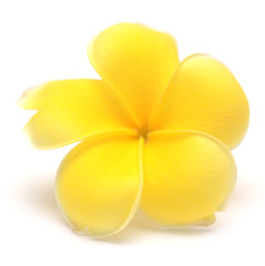 frangipani