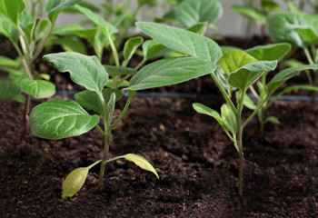 seedlings of cabbage