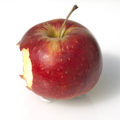 Apfel, Malus, domestica,
