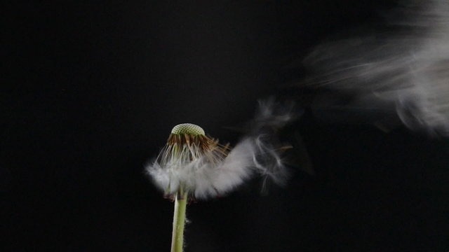 Pusteblume in heftigem Wind