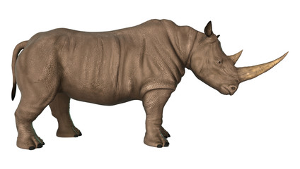 Fototapeta premium Rhinoceros