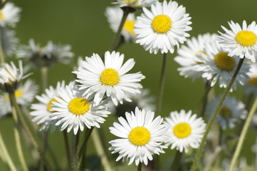 Obraz premium Gaensebluemchen; Bellis; Perennis;