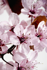 Blutpflaumen Blüten (runus cerasifera 'Nigra')