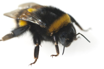 Erdhummel; Bombus; terrestris