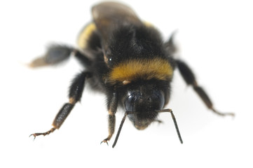 Erdhummel; Bombus; terrestris