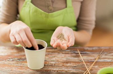 close up of woman sowing seeds to soil in pot