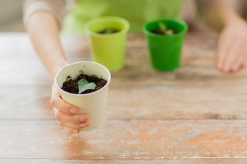 close up of woman hand holding pot with sprout