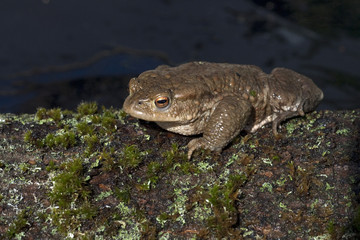 Kroete, Bufo bufo,