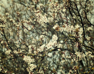 Cherry blossom branch on a bright day