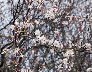Cherry blossom branch on a sunny day