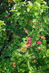 Delicious apples on a apple tree branch