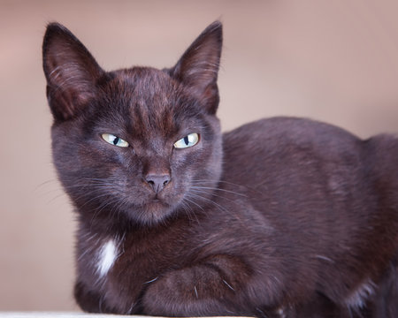 A Jealous Black Cat Looking Far Beyond