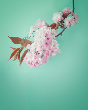 Fototapeta Cherry blossom flowers on a turquoise background