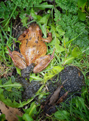 A garden frog in the green grass with its frogspawn