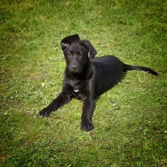 A funny young black labrador retriever in the green grass outdoo