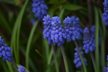 Macro Picture of a blue colored hyacinth flower surrounded by gr