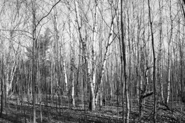 Bare trees in the forest in early spring