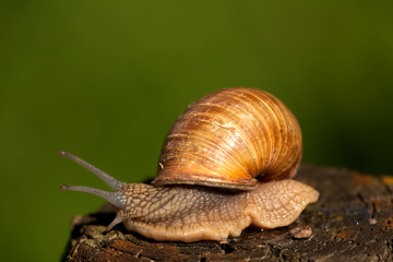 Wilde Schnecke
