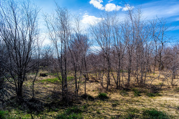Obraz premium Spring Time In Countryside. Green Young Grass, Trees On Blue Sky