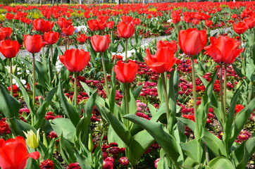 Fototapeta premium Rote Tulpen in Frühlingsbeet