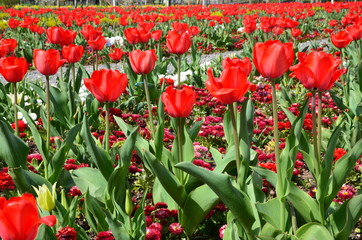 Rote Tulpen in Frühlingsbeet