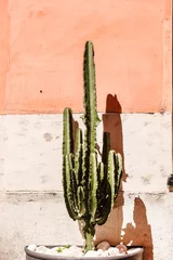 Foto op Plexiglas cactus dichtbij muur © Maksim Shebeko