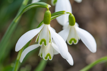 snowdrop in spring