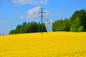 Electricity pole in rape fielda