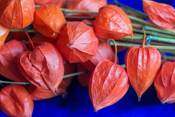 Flowers of physalis