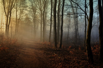 Fototapeta premium Autumn colorful forest