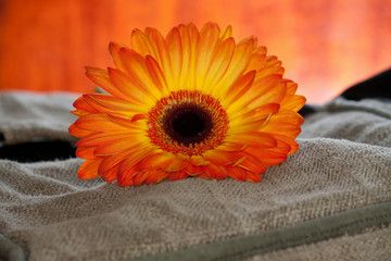 Orange gerber flower on sackcloth background. Vintage tones.