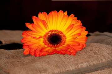 orange gerber flowers on background. Vintage tones.