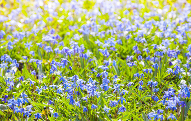 Scilla sibirica. Bright blue spring flowers background.