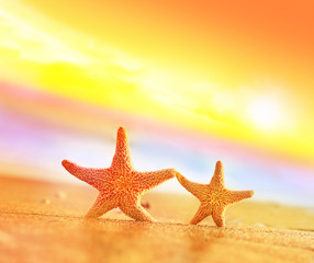 Fototapeta na wymiar two starfish on the beach