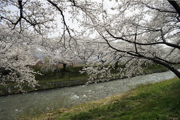 富山さくら名所　舟川べり