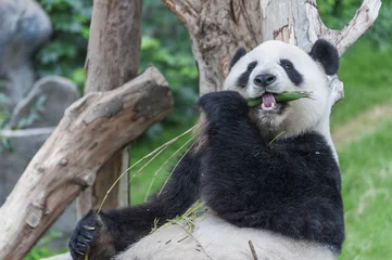 Crédence de cuisine en verre imprimé Panda Ours panda géant mangeant une feuille de bambou