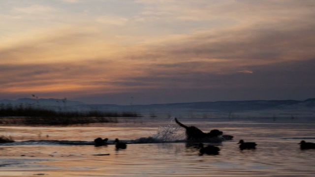 Labrador retriever fetches a dead duck from a pond