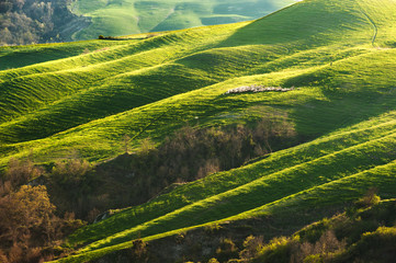 Sheep herd on the green hills of Tuscany