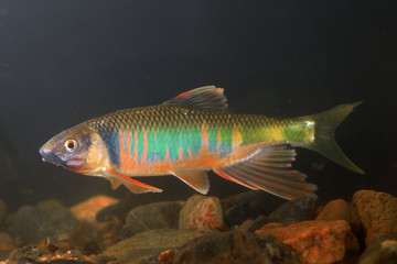 Pale chub (Zacco platypus) in Japan