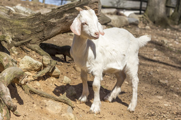 Obraz premium Goat Farm