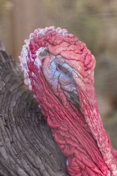 Wild Turkey