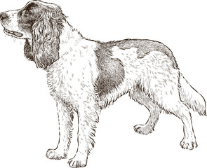 Spaniel