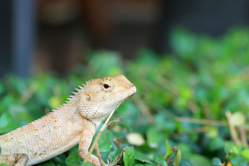 Brown thai lizard