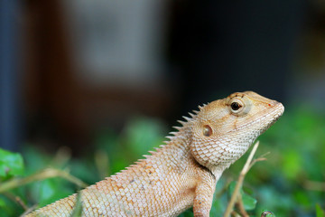 Brown thai lizard
