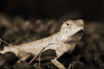 Brown thai lizard