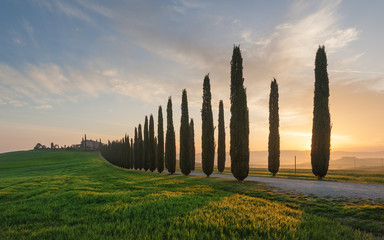 Tuscan cypress trees along the road to the farmhouse